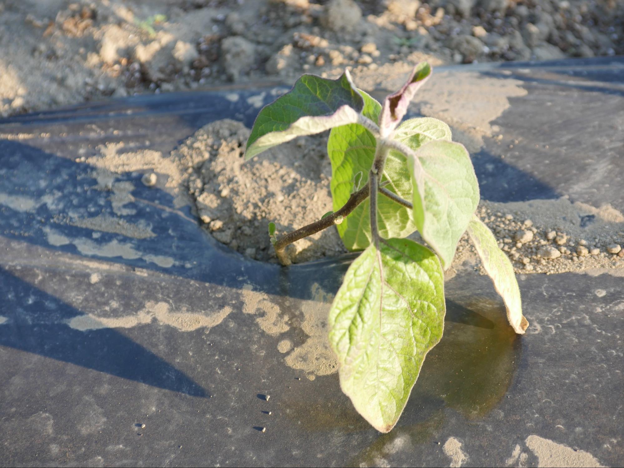 Figure 2. Close-up of grafted eggplant in black plastic covered raised bed.
